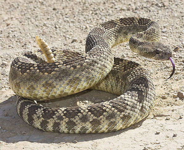 Northern Pacific rattlesnake.  Photo by Bill Bouton