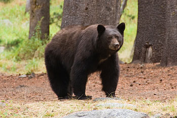 Black bear.  Photo by Daphne Gould